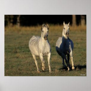 Poster Bob Langrish   Duas Cinzas árabes unidas