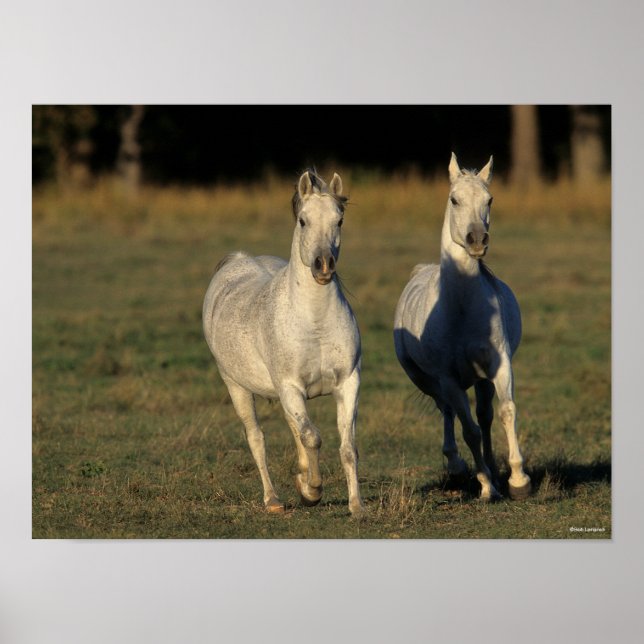 Poster Bob Langrish | Duas Cinzas árabes unidas (Frente)