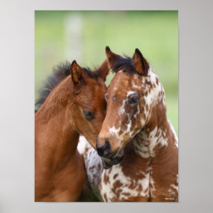 Poster Bob Langrish   Duas Reuniões Appaloosa