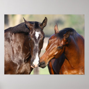 Poster Bob Langrish   Duas reuniões canadianas de cavalo