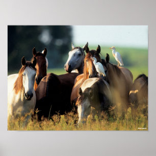 Poster Bob Langrish Efetivos De Cavalos Com Aves