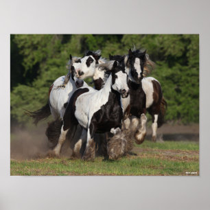 Poster Bob Langrish   Efetivos De Cavalos De Vestores Cig