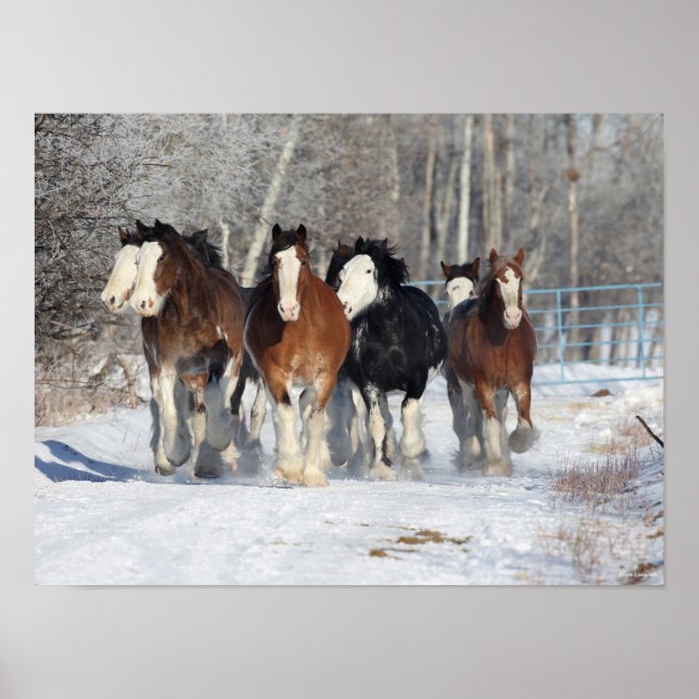 Poster Bob Langrish | Efetivos De Clydesdales Na Neve (Frente)