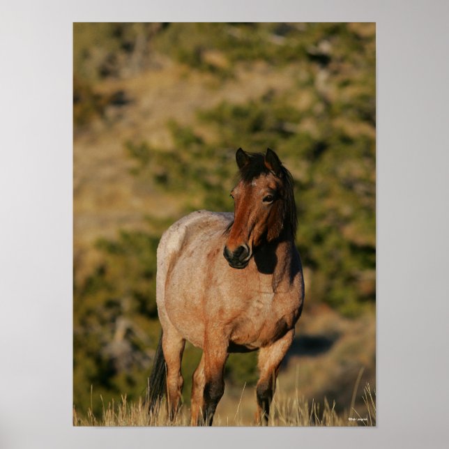 Poster Bob Langrish | Equinos Mustang (Frente)