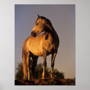 Poster Bob Langrish   Estado Árabe Em Colina Ao Sol