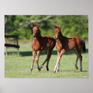 Poster Bob Langrish Forragens de cavalos Quarter Juntas