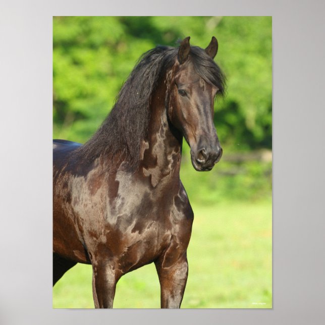 Poster Bob Langrish | Friesian Horse Standing Headshot (Frente)