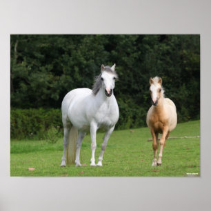 Poster Bob Langrish Galês Pony Mare e Foal