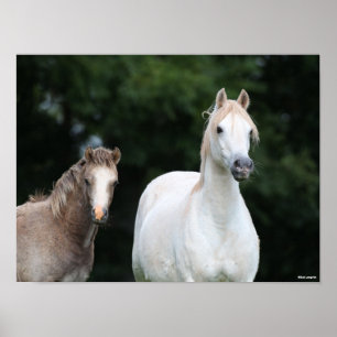 Poster Bob Langrish Galês Pony Mare e Foal