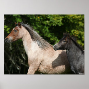 Poster Bob Langrish   Galês Pony Mare e Foal Headshot