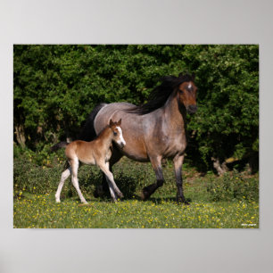 Poster Bob Langrish Galês Pony Mare e Foal Running