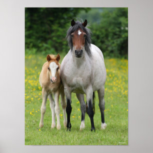 Poster Bob Langrish Galês Pony Mare e Foal Standby