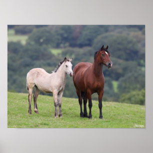 Poster Bob Langrish Galês Pony Mare e Foal Standby