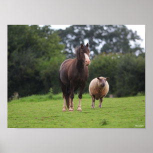Poster Bob Langrish Galês Pôy Mare Em Pé De Ovinos