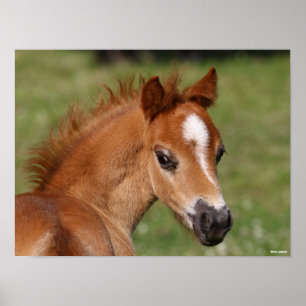 Poster Bob Langrish   Galsh Pony Foal Headshot