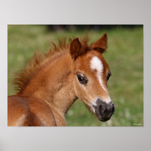 Poster Bob Langrish | Galsh Pony Foal Headshot (Frente)