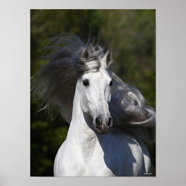 Poster Bob Langrish Grey Andalucian headshot Mane Flowing (Frente)