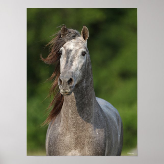 Poster Bob Langrish | Grey Andalucian Stallion Headshot (Frente)