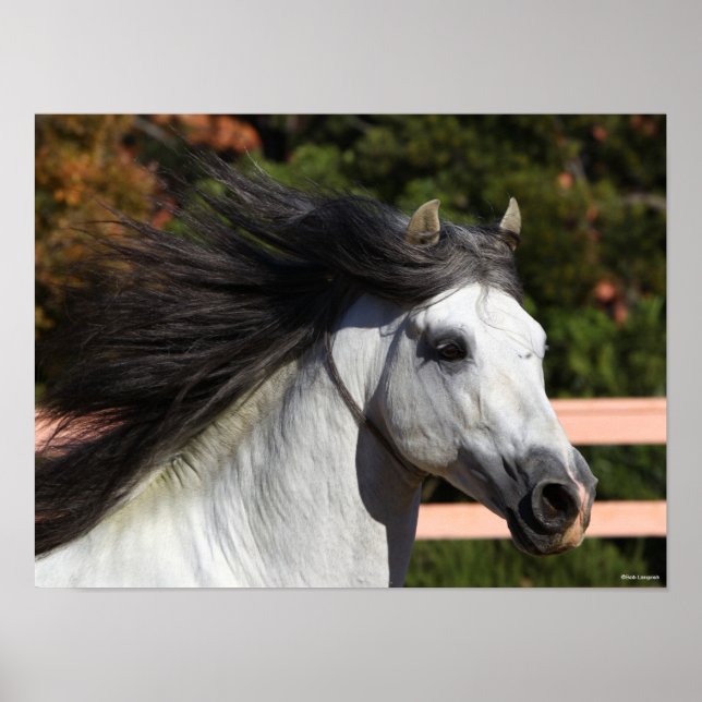 Poster Bob Langrish | Grey Andalucian Stallion Headshot 3 (Frente)