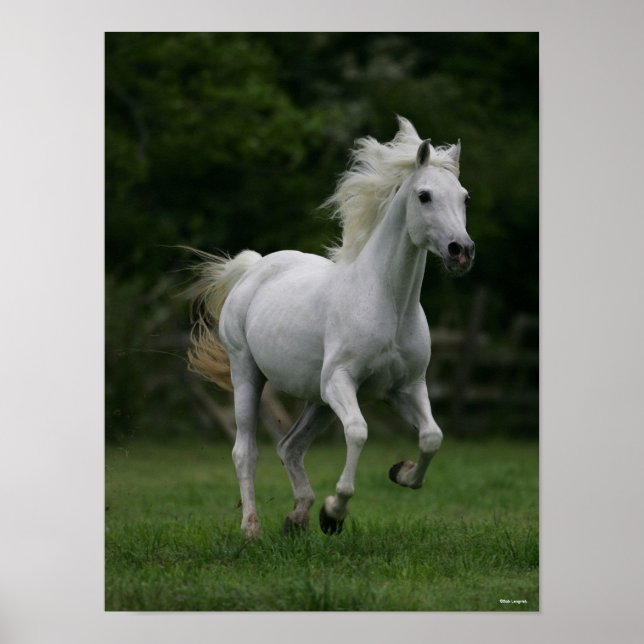 Poster Bob Langrish | Grey Arab Running Mane Flowing (Frente)