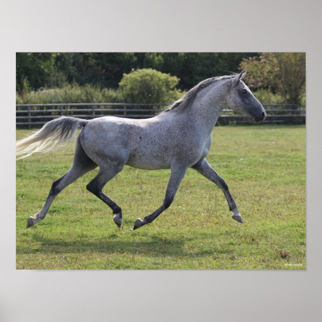 Poster Bob Langrish | Grey Arab Stallion Running Backlit (Frente)