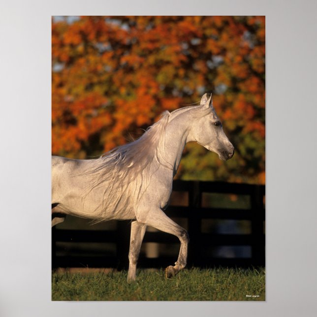 Poster Bob Langrish | Grey Arab Stallion Walking Autumn (Frente)
