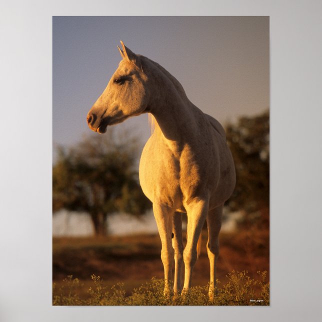 Poster Bob Langrish | Grey Arab Standing (Frente)