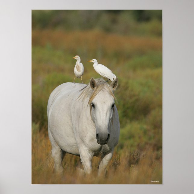 Poster Bob Langrish | Grey Camargue Horse with Two Birds (Frente)
