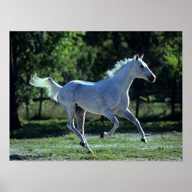 Poster Bob Langrish | Grey Thoroughbred Stallion Running (Frente)