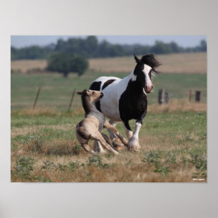 Poster Bob Langrish Gypsy Vanner Mare and Foal