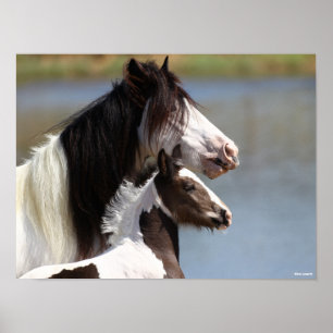 Poster Bob Langrish   Gypsy Vanner Mare and Foal Headshot