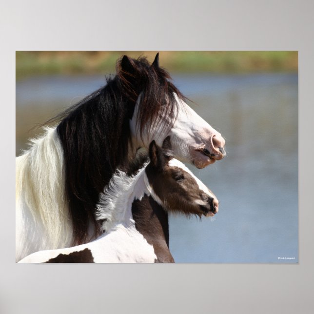 Poster Bob Langrish | Gypsy Vanner Mare and Foal Headshot (Frente)