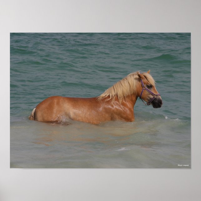 Poster Bob Langrish | Haflinger Horse Swimming In Sea (Frente)