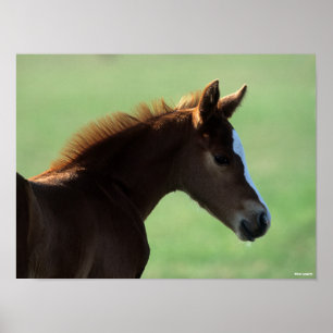 Poster Bob Langrish Iluminação traseira do cavalo do