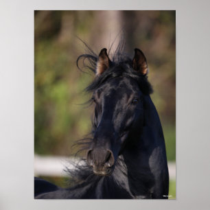 Poster Bob Langrish   Imagem do Stallion Black Andalucian