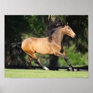 Poster Bob Langrish Lusitano de proteção