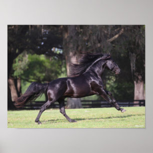 Poster Bob Langrish   Lusitano Preto em Execução