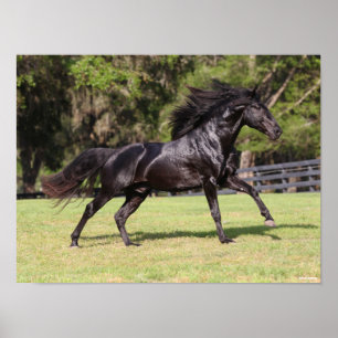 Poster Bob Langrish   Lusitano Preto em Execução