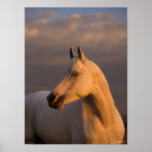 Poster Bob Langrish   Luz da Noite Árabe da Cinza