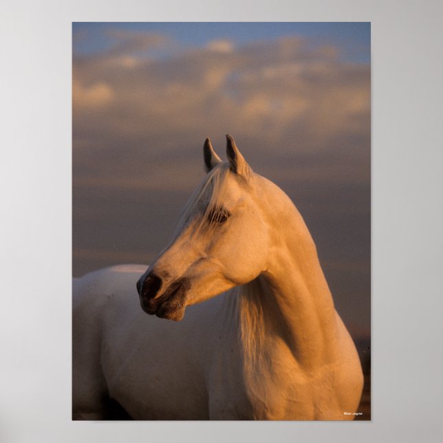 Poster Bob Langrish | Luz da Noite Árabe da Cinza (Frente)