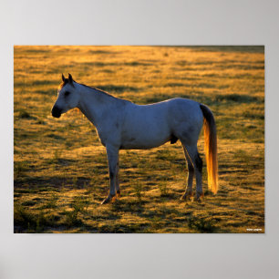 Poster Bob Langrish   Luz-de-costas árabe