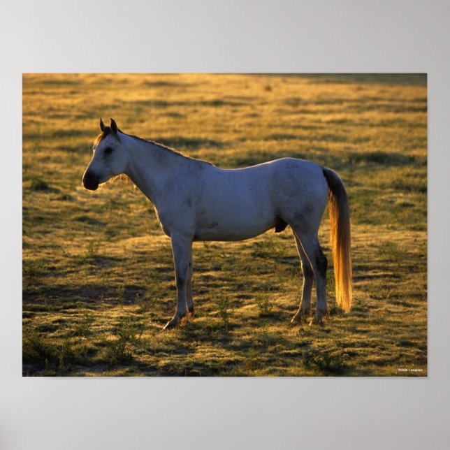 Poster Bob Langrish | Luz-de-costas árabe (Frente)