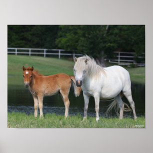 Poster Bob Langrish Miniatura Pony Mare e Foal em Pé