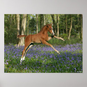 Poster Bob Langrish   Morgan Foal Saltando Com Bluebells