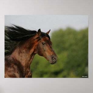 Poster Bob Langrish   Morgan Horse Headshot Fluindo Mane