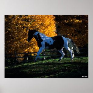 Poster Bob Langrish Paint Horse Running Autumn