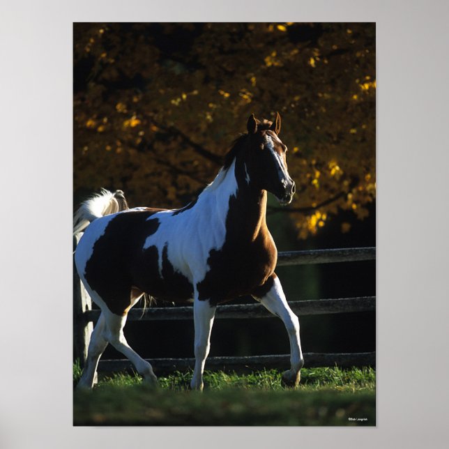 Poster Bob Langrish | Paint Horse Walking Backlile Autumn (Frente)