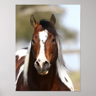Poster Bob Langrish   Paint Stallion Headshot