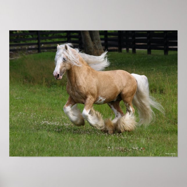 Poster Bob Langrish | Palomino Gypsy Vanner Horse Running (Frente)