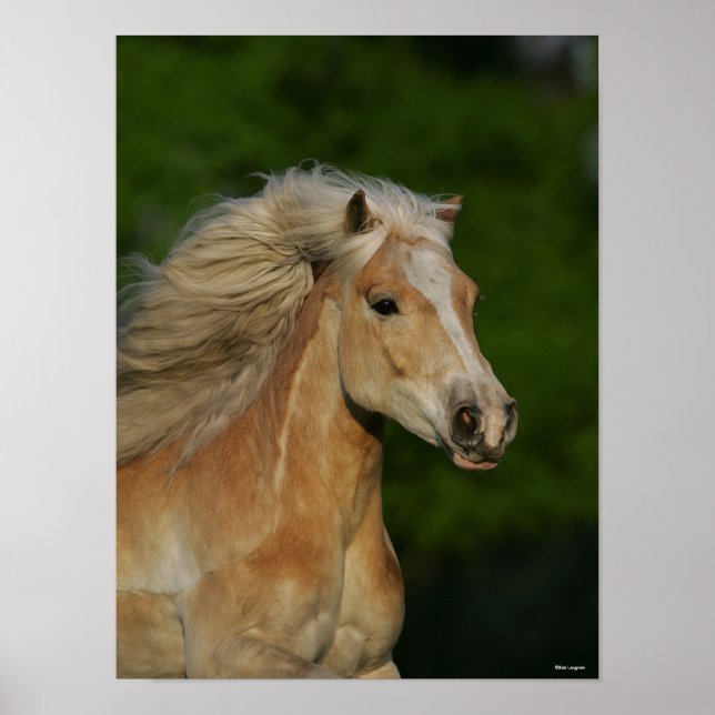 Poster Bob Langrish | Palomino Haflinger Captura (Frente)